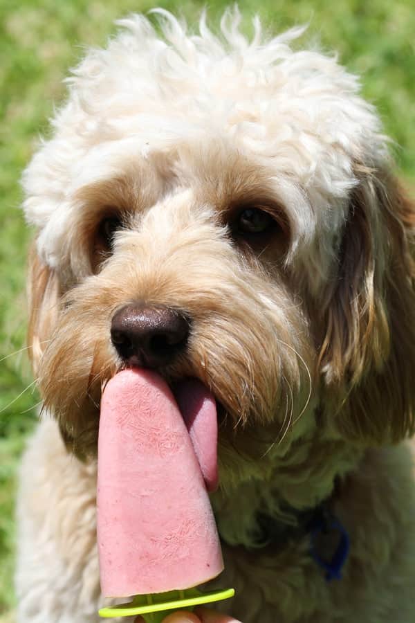 goldem cavoodle licking a dog popsicle.