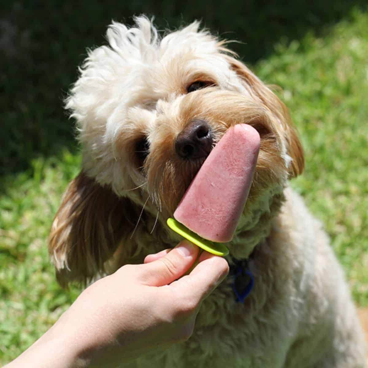 Dog Popsicles