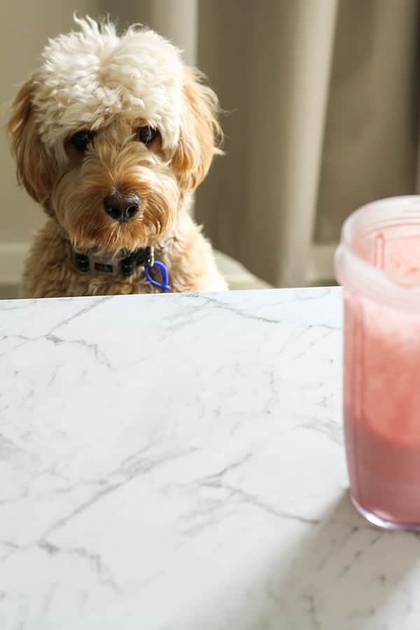 golden cavoodle eyeing off a smoothie.